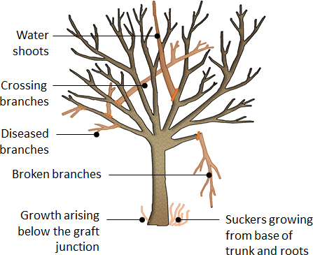 D-5_pruning_trees