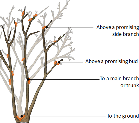 D-6_pruning_shrubs